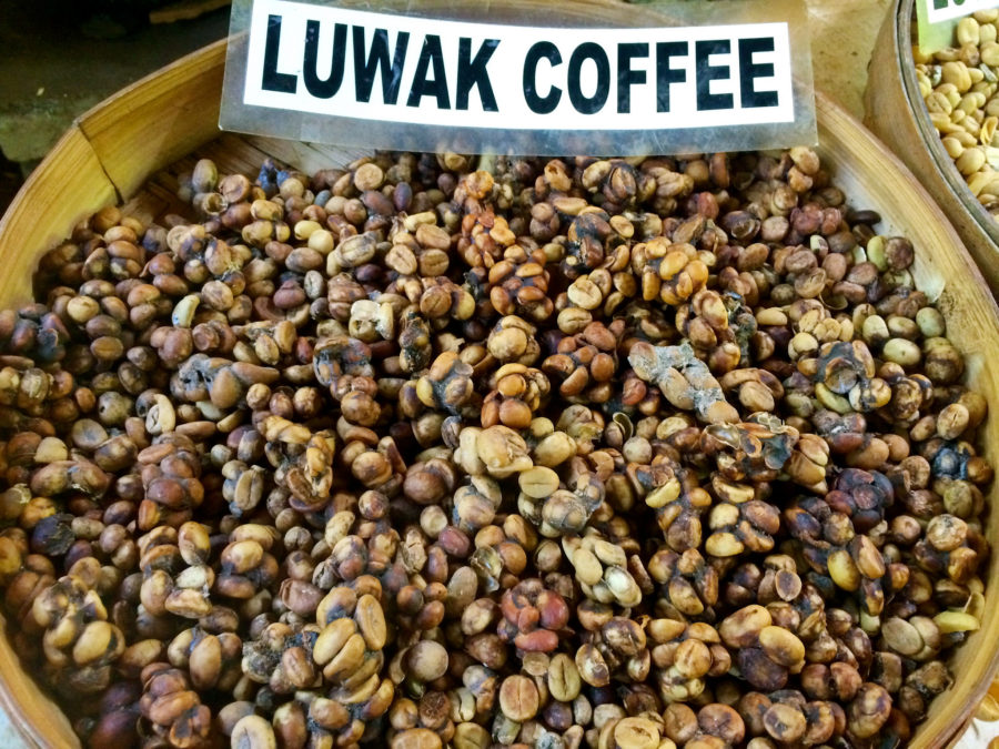 Indonesian Kopi Luwak Coffee History - Keys Coffee Co.